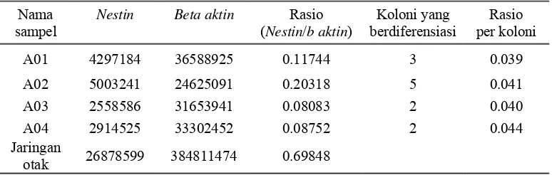 Tabel 4 Hasil rasio ekspresi nestin terhadap beta aktin pada sampel 10x-CM 