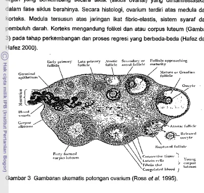 Gambar 3 Gambaran skematis potongan ovarium (Ross et al. 1995). 