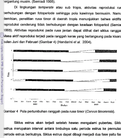 Gambar 4 Pola pertumbuhan ranggah pada rusa timor (Gervus timorensis). 