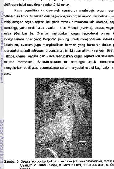Gambar 8 Organ reproduksi betina rusa timor (Gervus timorensis), terdiri atas a. 