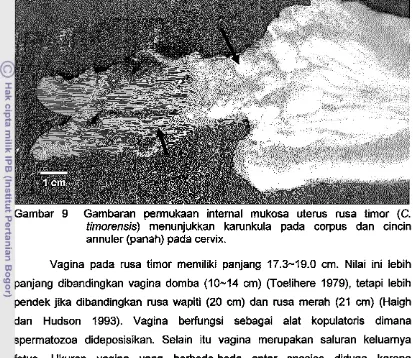 Gambar 9 Gambaran perrnukaan internal mukosa uterus rusa timor (C. 