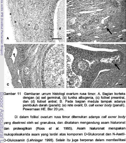 Gambaran umum histologi ovarium rusa timor. A. Bagian korteks 