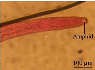 Gambar 5  Amphid Nematoda. 