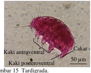 Gambar 15  Tardigrada. 