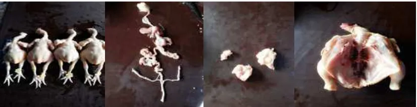 Gambar 3.3.Dari kiri ke kanan (ayam bersih, saluran pencernaan, lemak abdomen, dan karkas ayam)  