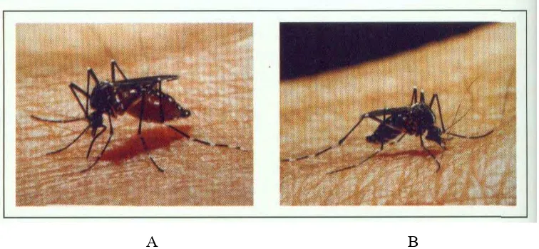 Gambar 3 Morfologi bentuk sisir larva A. aegypti seperti trisula (A) dan sisir larva A