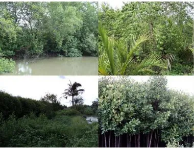 Gambar 1. Vegetasi Hutan mangrove 