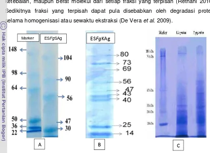 Gambar  6    Profil protein antigen ES F. giganticapewarnaan Silver (Mesghi ES   asal sapi (A) pada penelitian ini, F.gigantica asal kerbau (B)(Satrija et al
