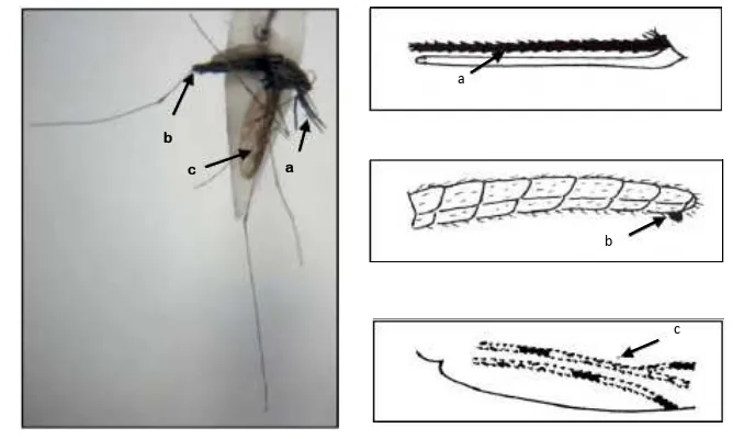 Gambar 4  An. letifer (a) palpi, (b) ujung abdomen, (c) tarsi belakang 