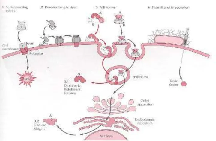 Gambar 3   Proses perlekatan toksin bakteri pada sel (Rappuoli dan Montecucco                     1997)