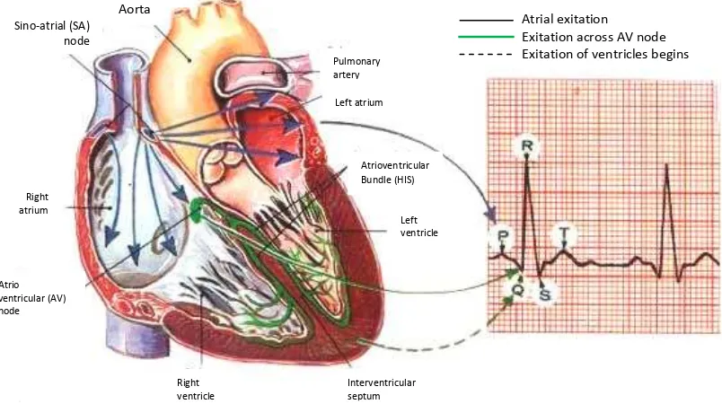 Gambar 8 Gambaran  skematik    penyebaran    sistem   konduksi    jantung     (http://faculty.ksu.edu.sa) 