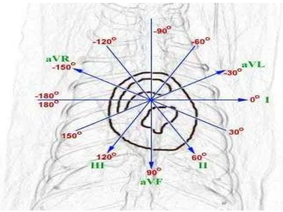 Gambar 9 Ilustrasi  diagram  bidang   frontal   pada   potongan  melintang  jantung      ditandai dengan sudut orientasi (O’Grady dan O’Sullivan 2004) 