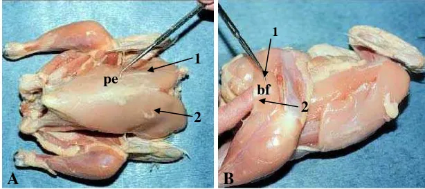 Gambar 4  Sampel daging yang berasal dari otot dada M. pectoralis (pe) (A), dan yang berasal dari otot paha M