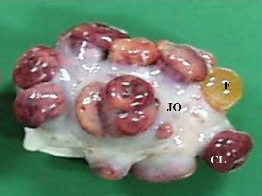 Gambar 2  Respon ovarium yang setelah perlakuan superovulasi. Pembentukan CL yang cukup signifikan sebagai indikator respon
