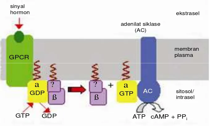 Gambar 3  Sinyal protein G yang mengatur produksi cAMP (Diwan 2007) 