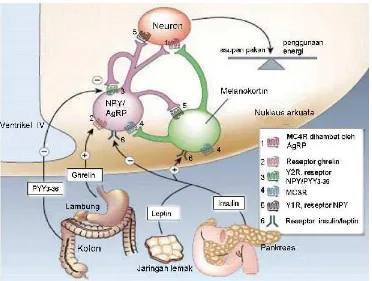 Gambar  7  Hormon yang mengatur nafsu makan.  Leptin yang diekskresikan dari jaringan lemak dan insulin dari pankreas menurunkan nafsu makan