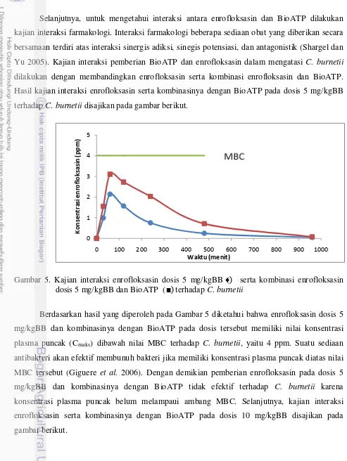 Gambar 5. Kajian interaksi enrofloksasin dosis 5 mg/kgBB (♦)  serta kombinasi enrofloksasin 