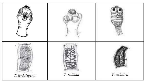 Gambar 1  Morfologi skoleks (atas) dan proglotid gravid (bawah) dari                          T