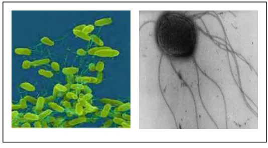 Gambar 2  Salmonella Enteritidis (Clark 2007). 