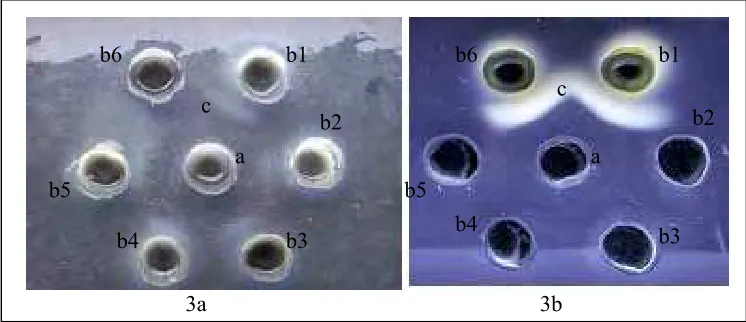 Gambar 3  Hasil uji agar gel presipitasi IgY anti S. Enteritidis. 3a : Serum, 3b : Kuning telur