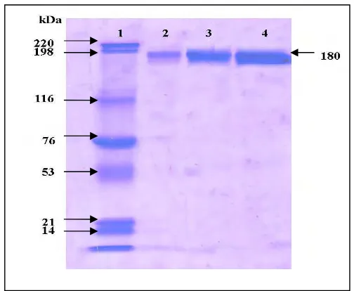 Gambar 5  Hasil SDS-PAGE IgY anti S. Enteritidis setelah pemurnian FPLC. 1: Marker umum (Bio-Rad), 2 : Marker IgY (Promega),  3-4 : hasil FPLC