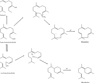 Gambar 2.4 Reaksi biogenesis beberapa seskuiterpena (Achmad, 1986). 