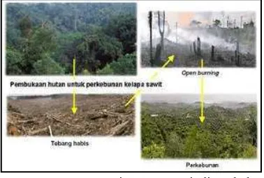 Gambar 1. Konversi Hutan menjadi Perkebu-  nan (WWF, 2007)  