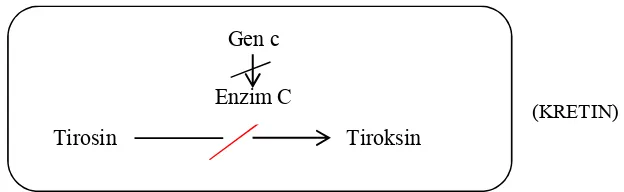 Gambar 9. Skema Pengubahan Asam Amino tirosin menjadi Hormon Tiroksin dengan Bantuan Enzim C yang dikode oleh Gen C