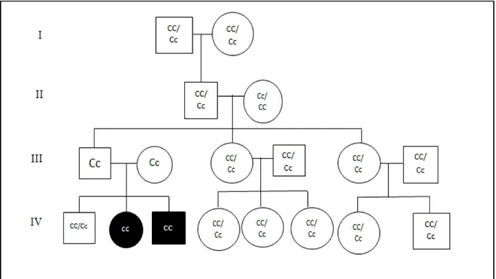 Gambar 17. Peta Silsilah Keluarga Is (dengan genotipe) 