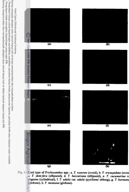 Fig. 3. Fruit type of Trichosanthes spp.: a T. wawrae (ovoid), b. T. trimpidata (ovoid), 