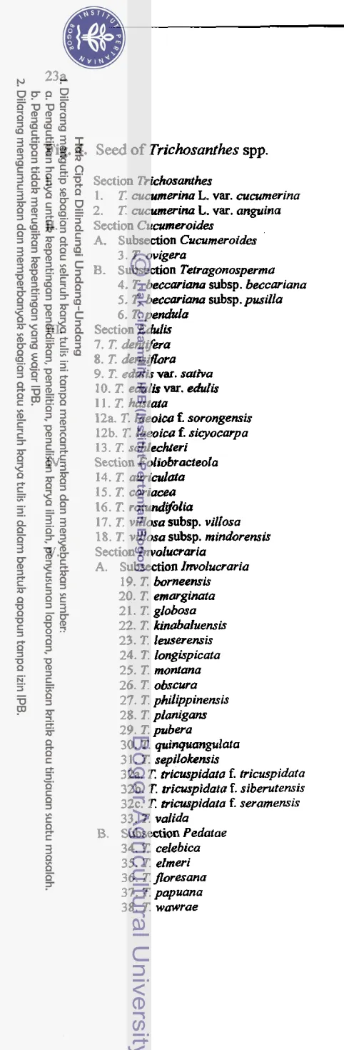 Fig. 4. Seed of Trichosanthes spp. 