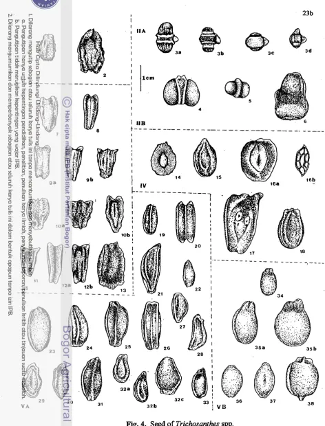 Fig. 4. Seed of Trichosanthes spp. 