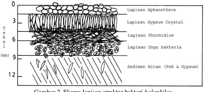 Gambar 2. Skema lapisan struktur bakteri halophiles