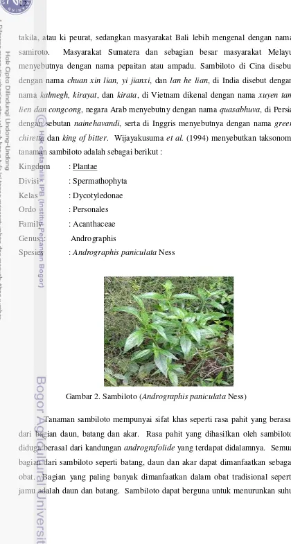 Gambar 2. Sambiloto (Andrographis paniculata Ness) 