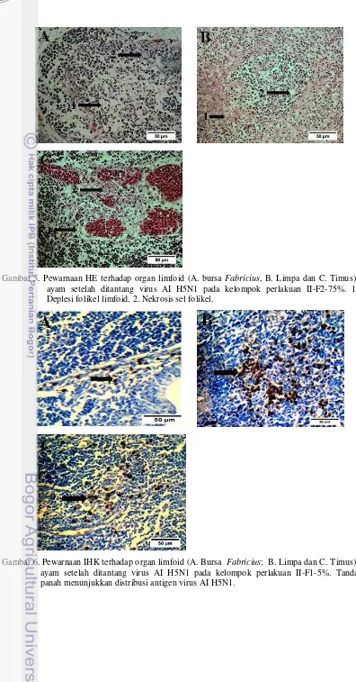 Gambar 5. Pewarnaan HE terhadap organ limfoid (A. bursa Fabricius, B. Limpa dan C. Timus), 