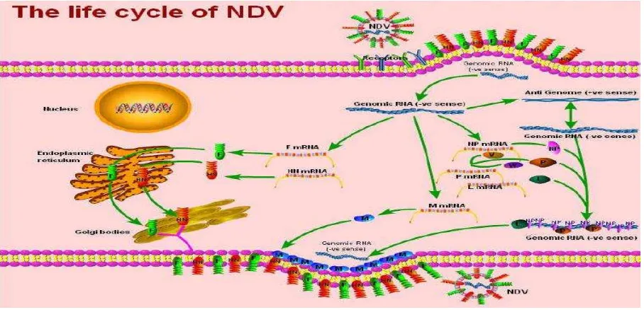 Gambar 2 Siklus hidup virus ND dan tahapan infeksi virus ND ke dalam sel hospes (Samal  1997)