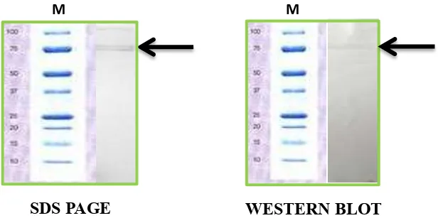 Gambar 4 Hasil karakterisasi protein dengan SDS PAGE dan Western Blot. Berat molekul pada SDS PAGE dan Western blot menunjukkan angka kisaran 70-75 kDa (panah hitam) dan konsentrasi 60.1 mg/ml
