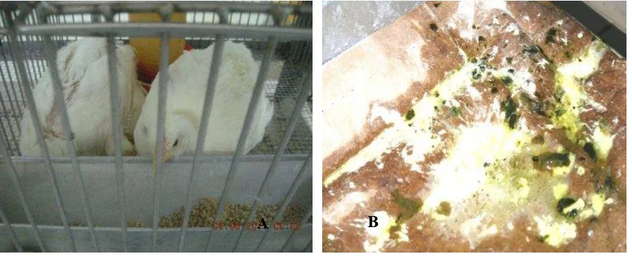 Gambar 5 Gejala klinis ayam kelompok K2 terlihat lesu, mengantuk, nafsu makan menurun, bulu kusam (A) serta diare kehijauan (B)