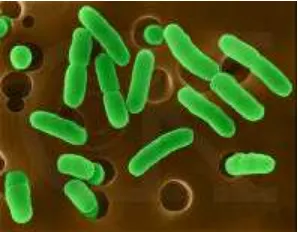 Gambar 1 Bakteri Koliform 