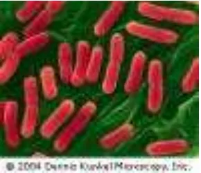 Gambar 2  Bakteri Esherichia coli (Dennis Kunkel 2004). 