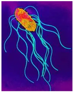 Gambar 4 Bakteri Salmonella 