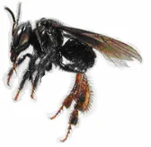 Gambar 1 Lebah Trigona spp. 