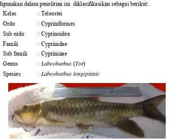 Gambar 6  Ikan hike (Labeobarbus longipinnis), fauna indigenous Majalengka 