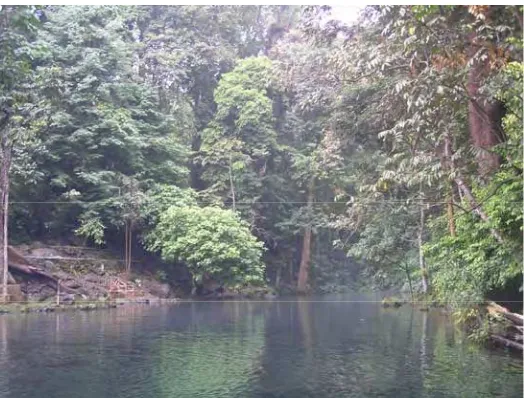 Gambar 9  Habitat asal ikan hike, perairan dengan beberapa sumber mata air dikelilingi hutan 