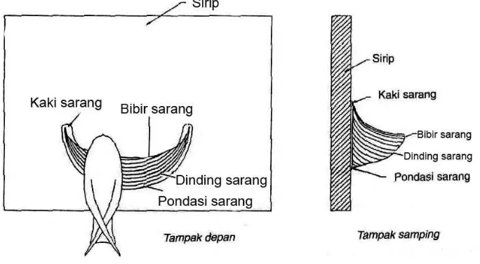 Gambar 7   Anatomi sarang walet  (Adiwibawa 2000) 