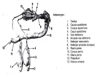 Gambar 1  Organ reproduksi rusa timor jantan 