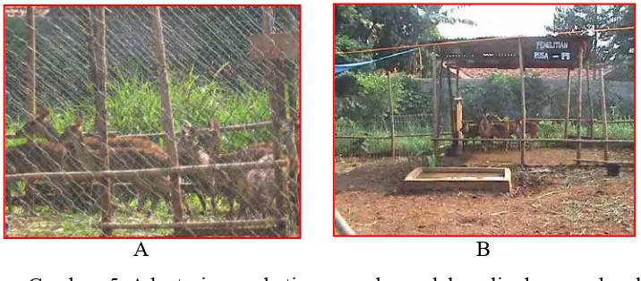 Gambar 5 Adaptasi rusa betina percobaan dalam lingkungan kandang 