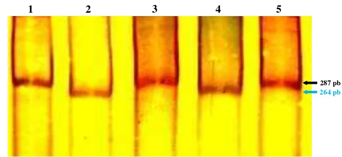 Gambar 1 Pita sekuen DNA hasil amplifikasi gen SLC35A3. Kolom 1,3,5 adalah produk PCR sebelum direstriksi Pst1 sepanjang 287 pb dan kolom 2,4 adalah hasil restriksi Pst1 sepanjang 264 pb