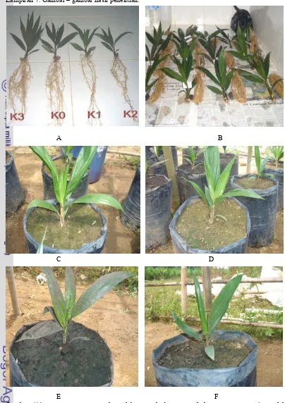 Gambar (A) pengamatan pengaruh perlakuan terhadap pertumbuhan tanaman sawit setelah berumur 12 MST pada perlakuan K0 = kontrol, K1 = air limbah berasal dari kolam anaerob primer, K2 = air limbah berasal dari kolam anaerob sekunder dan K3 = air limbah beras