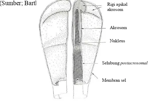 Gambar 2 Gambaran ultrastruktur kepala spermatozoa sapi 